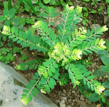  Plant with phyllanthoid branches